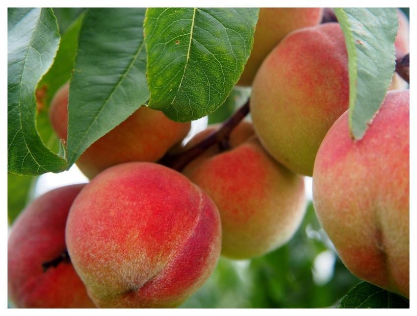 Peach Fruit Peach Tree Bio