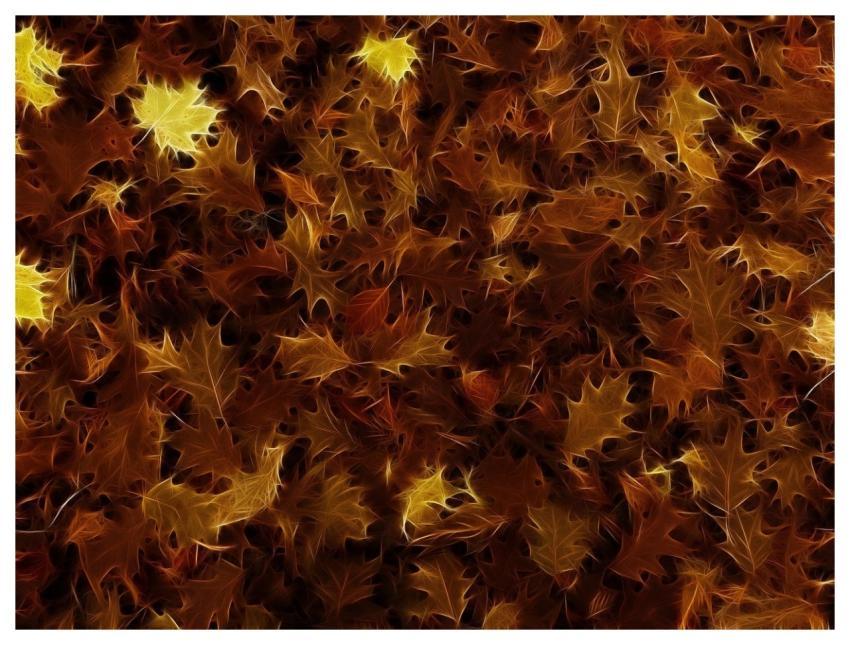 Leaves Oak Leaves Oak Abstract