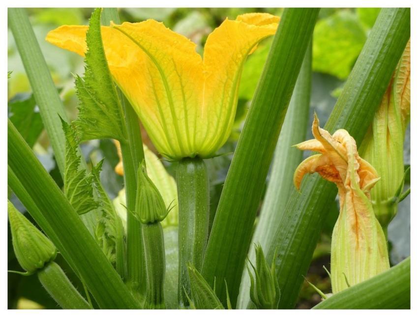 Zucchini Flowers Zucchini Summer Squash Vegetables