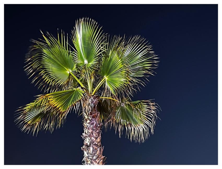 Palm Tree Leaves Night Sky