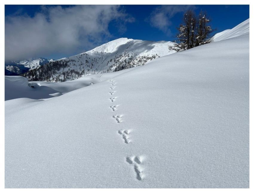 Munzeelümm Excursions Alpine Route Alps