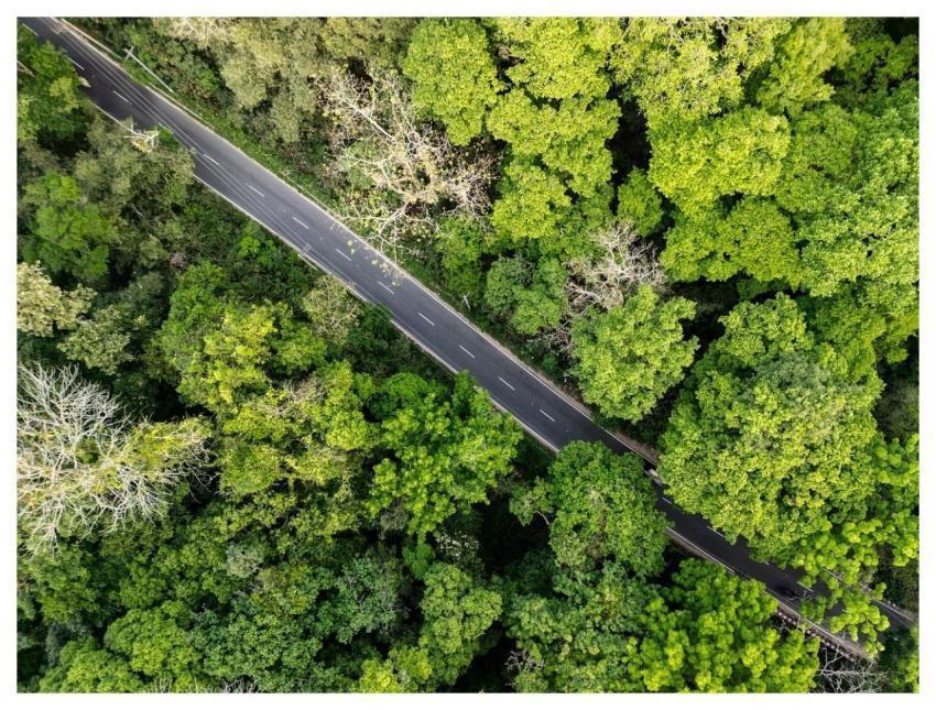 Rainforest Road Street Landscape