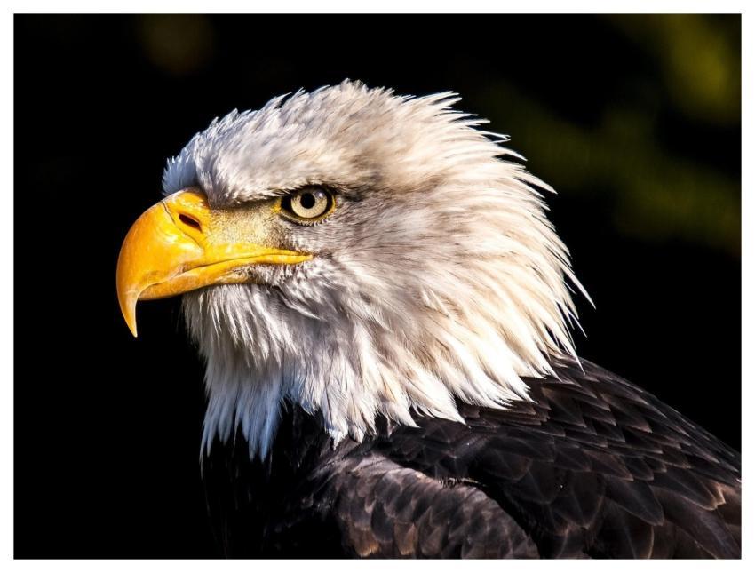 Adler Eagle Bird White Tailed Eagle