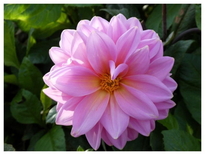 Dahlia Blossom Flora Nature