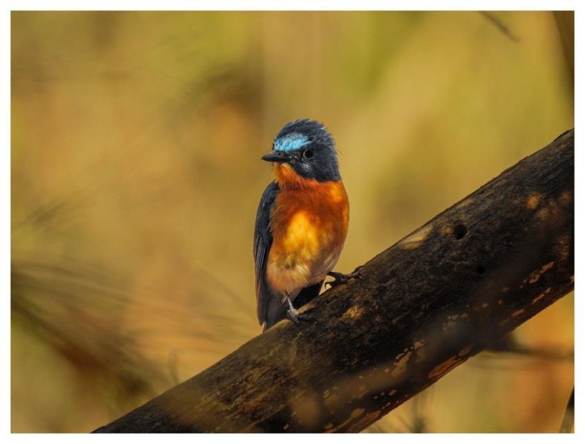 Animal Bird Wild Wildlife