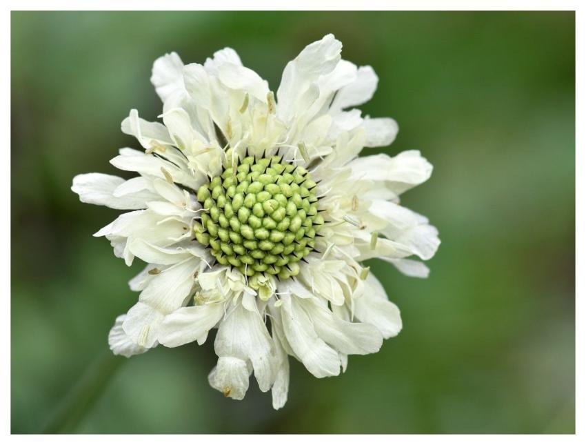 Scabious Flower Macro White