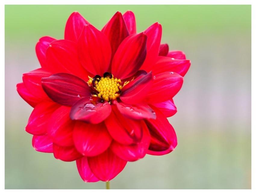Dahlia Flower Petals Red