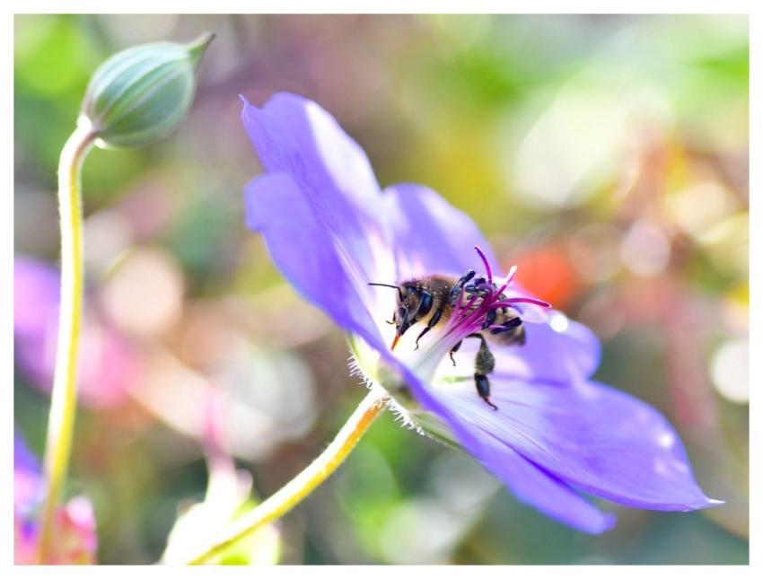 Bee Insect Pollination Nature