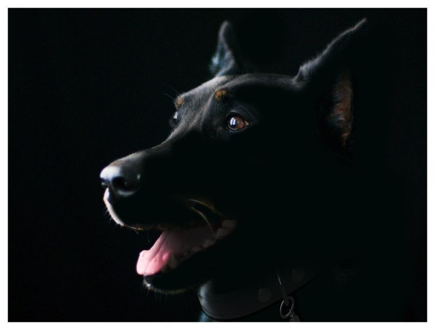 Dog Pet Animal Black Dog