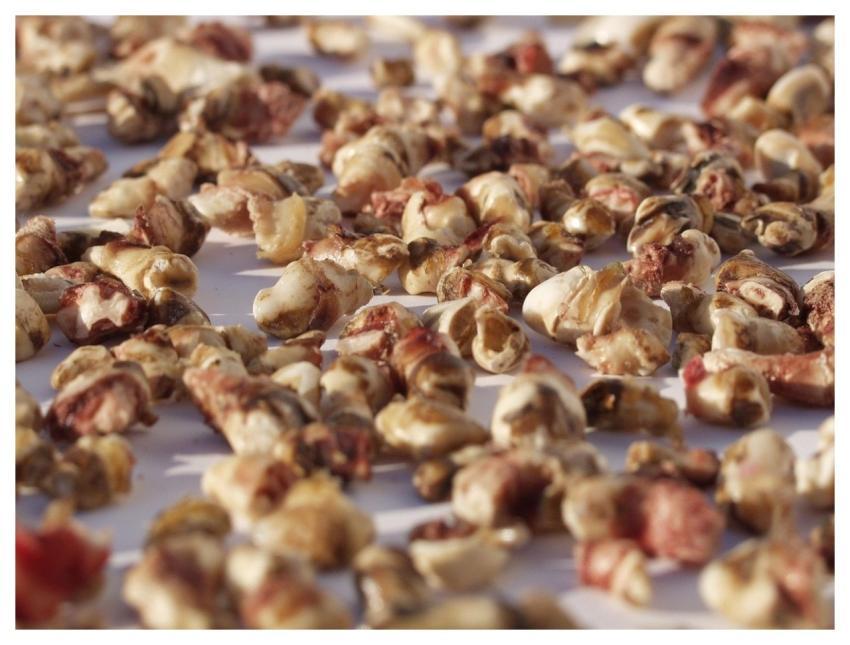 Animal Tooth Texture Health Liesbethstemkens