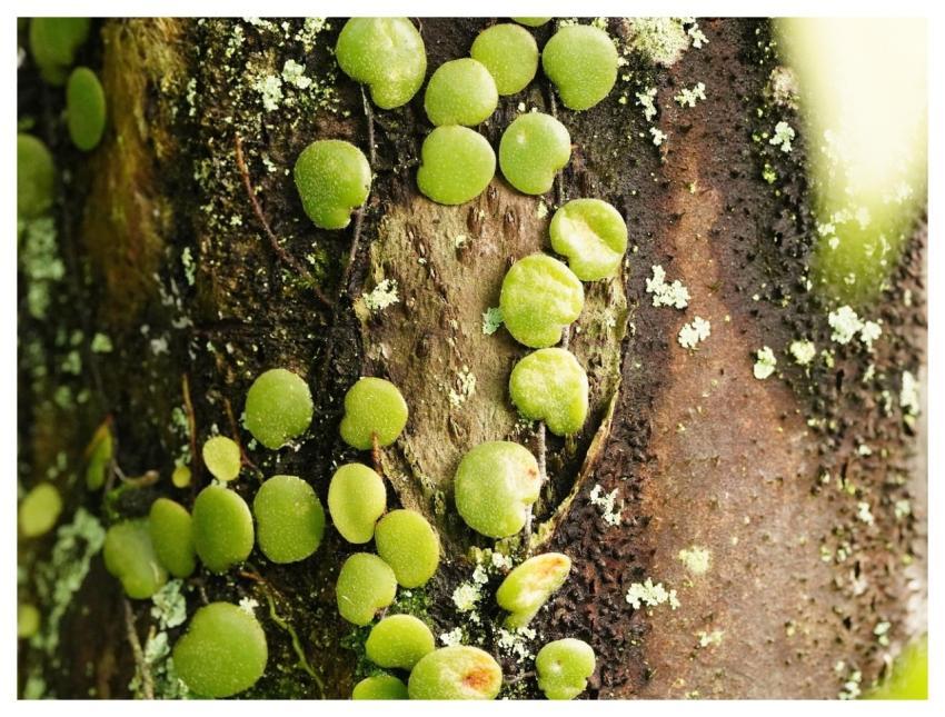 Foliage Leaves Nature Plant