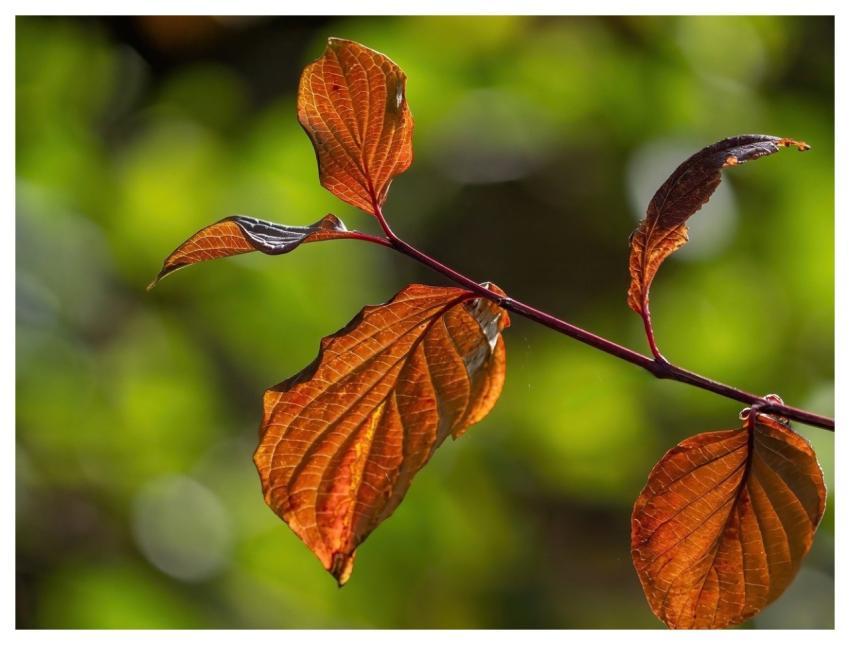 Fall Leaves Nature Plants