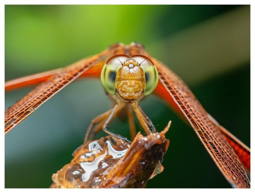 Dragonfly Wings Eyes Closeup