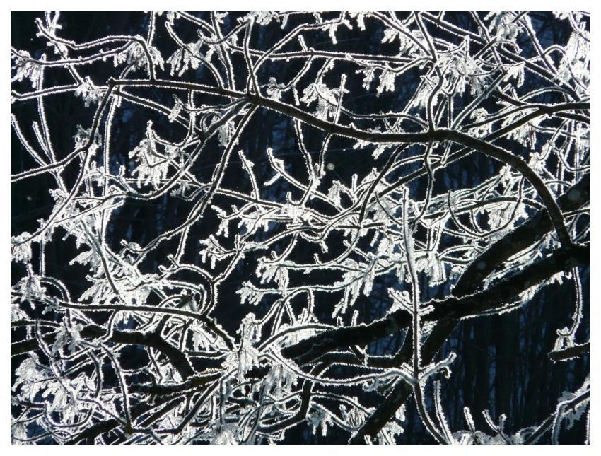 Frost Tree Winter Hoarfrost