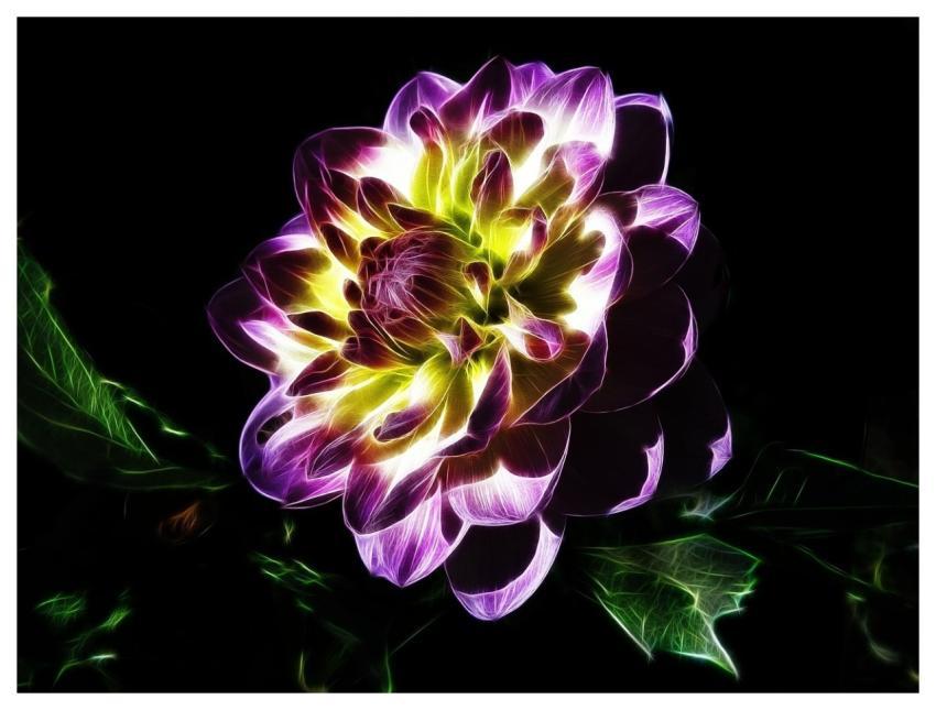 Dahlia Flower Fractalius Blossom