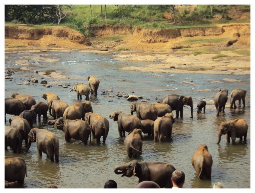 Nature Sri Lanka Travel River