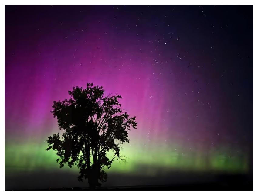 Tree Silhouette Northern Lights Aurora