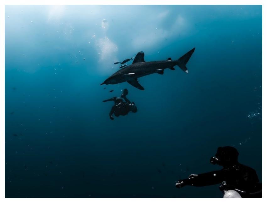 Shark Diver Longimanus Longi Manus