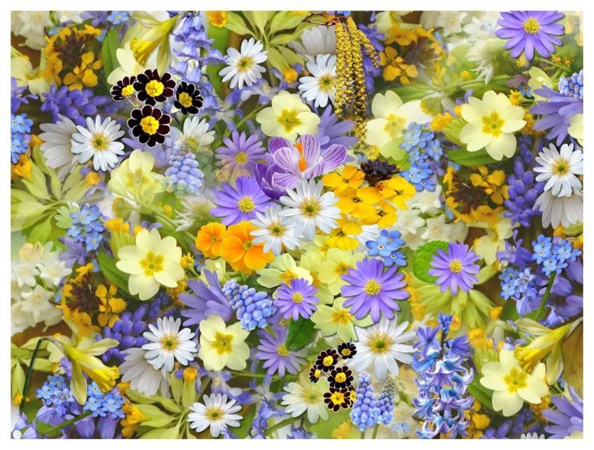 Spring Flowers Nature Flowers Collage