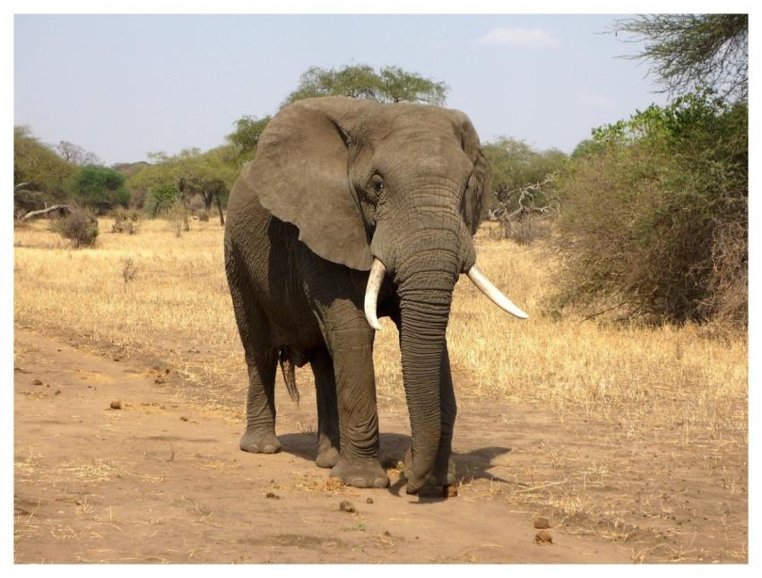 Elephant Animal Safari Mammal