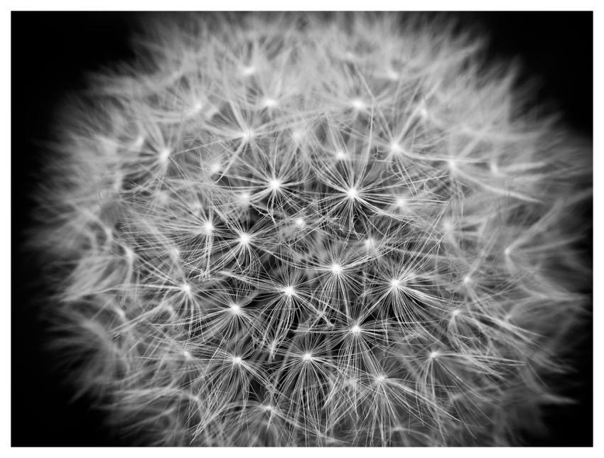 Dandelion Seed Head Monochrome Seeds