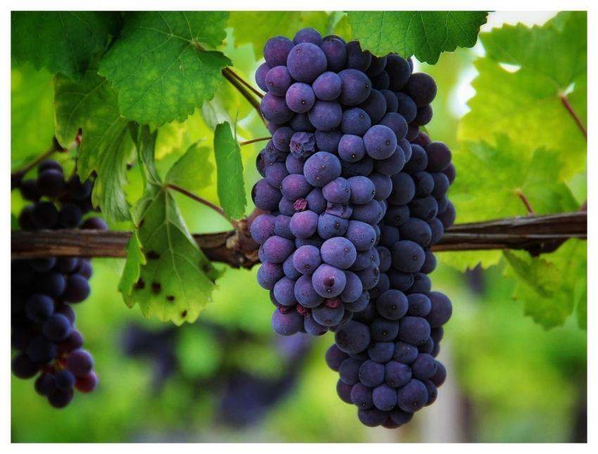 Grapes Fruit Food Fresh