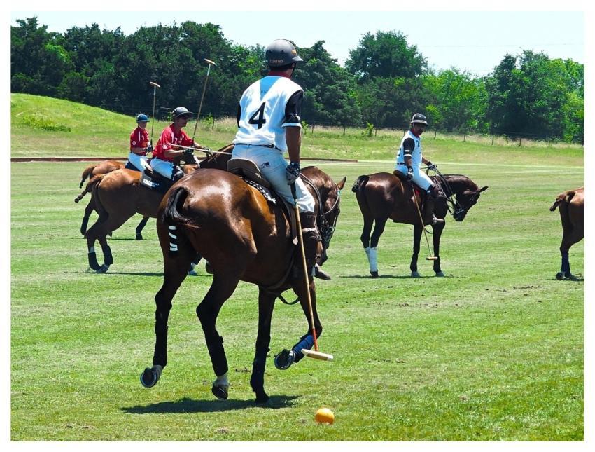 Derby Austin Polo Horses