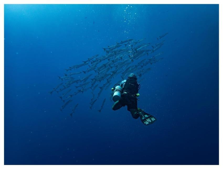 Barracuda Fishes Nature Diving