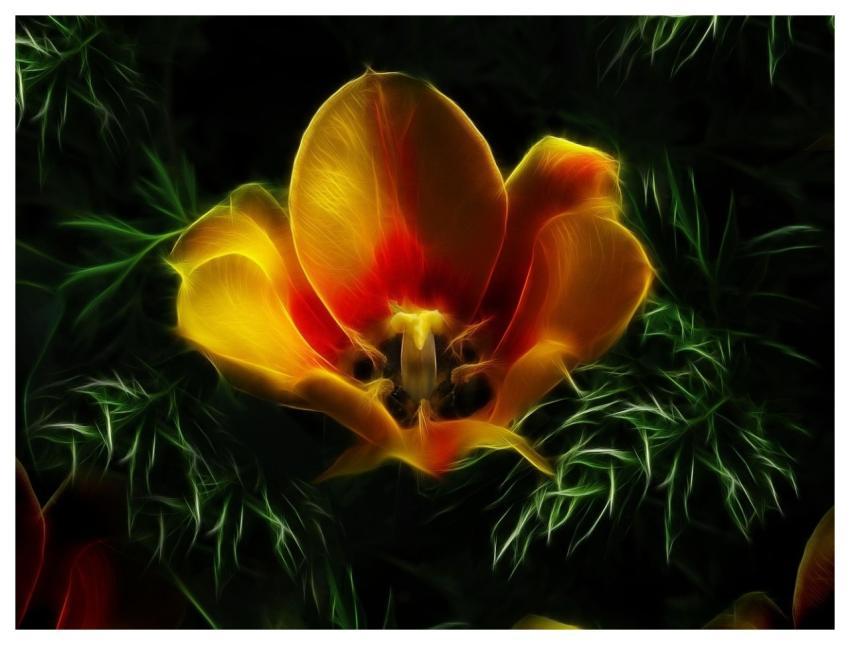 Tulip Blossom Bloom Fractalius