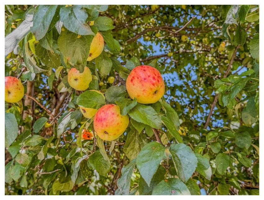 Apples Fruit Food Nature