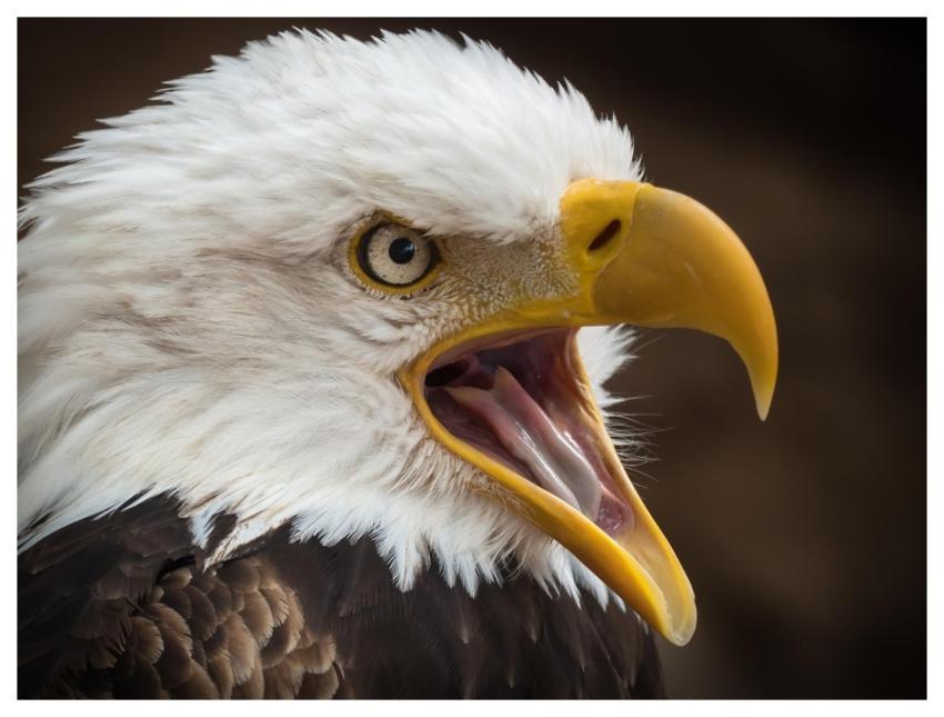 Eagle White-Tailed Eagle Raptor Birds Of Prey