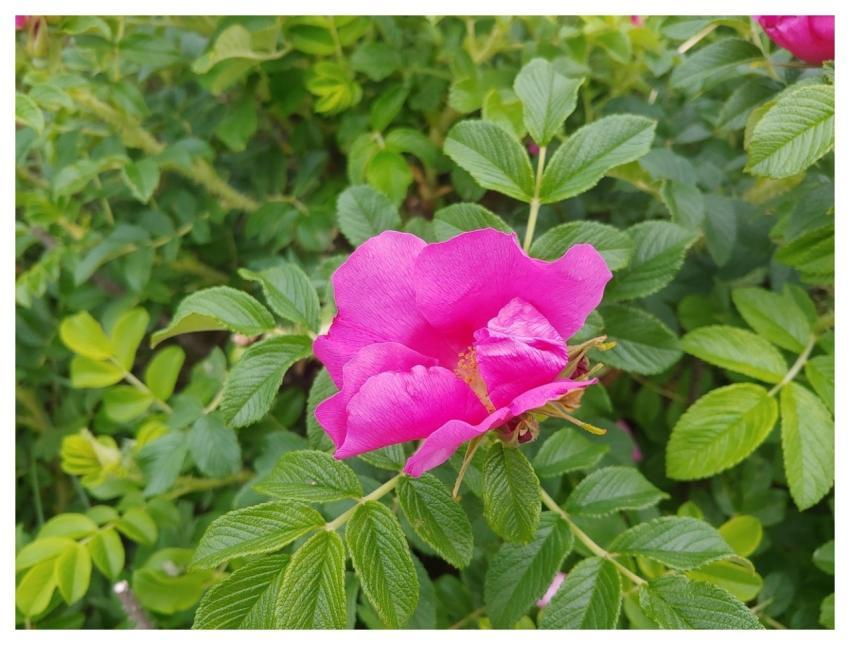 That Phone Beach Abstract Pink