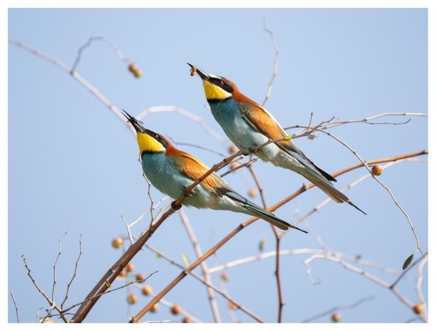 European Bee-Eater Birds Animals Wildlife
