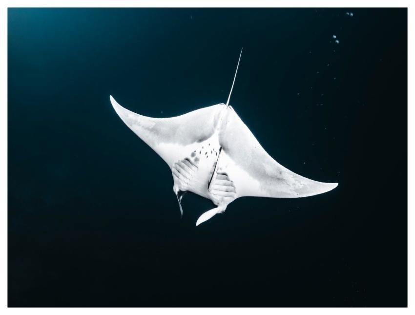 Dive Sea Nature Underwater