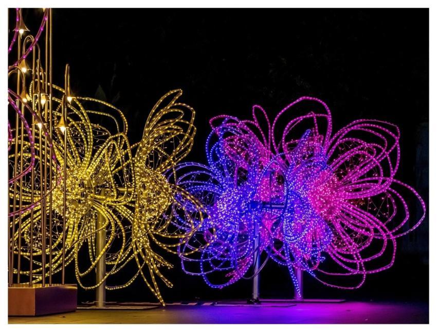 Lights Multicoloured Shining Beautiful Flowers