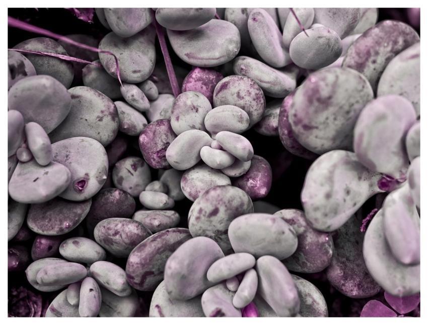 Abstract Purple Nature Plant