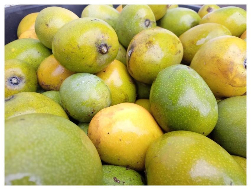 Fruit Mango Beautiful Nature Food