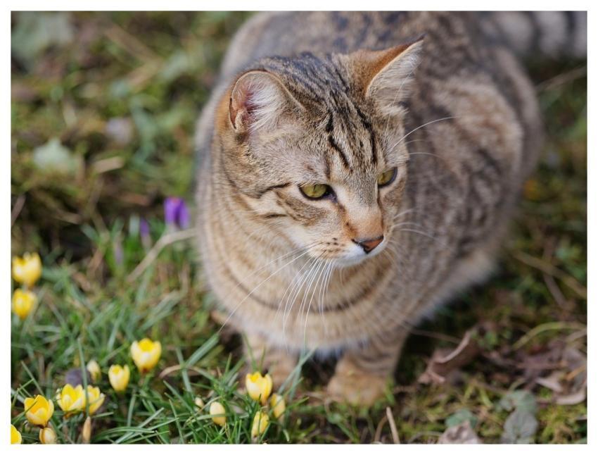 Cat Spring Crocuses Free Wallpaper