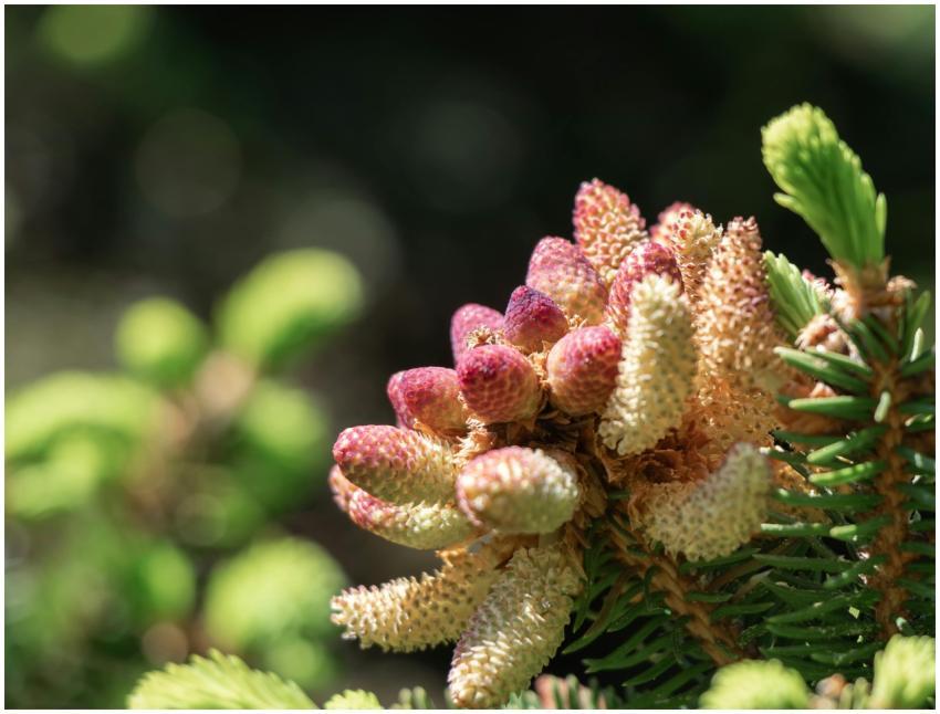 Detailed close-up of young pine tree buds showcasi