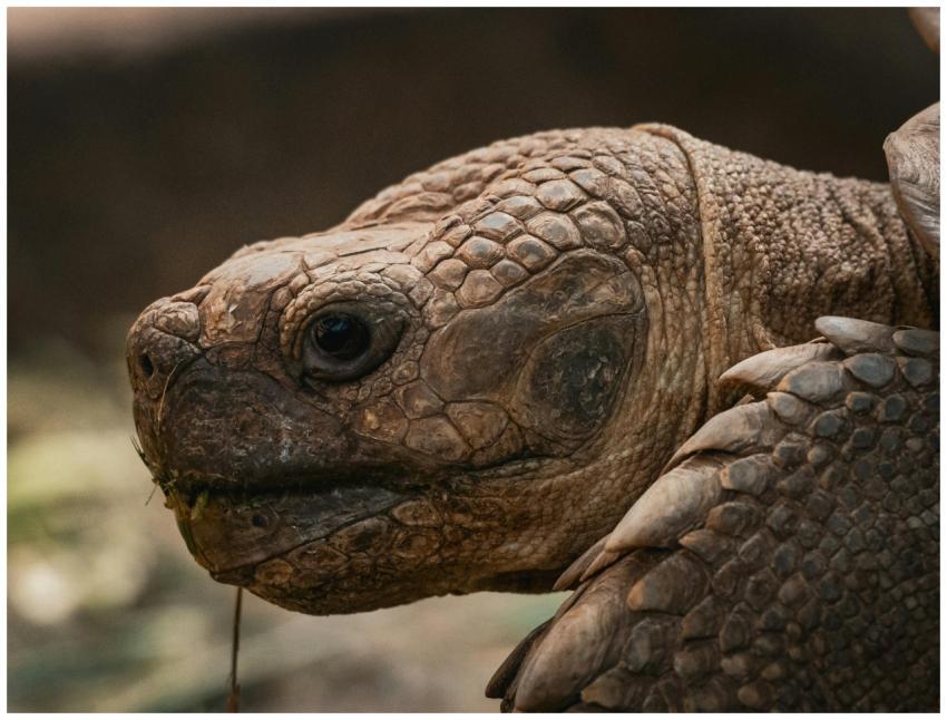Detailed portrait of a tortoise in Thailand showin