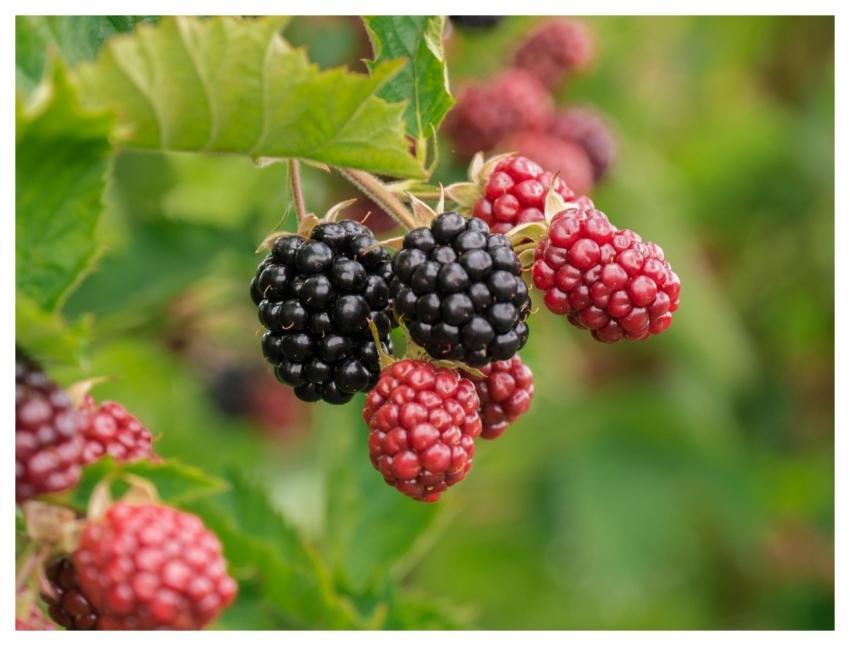 Berry Blackberries Fruit Food