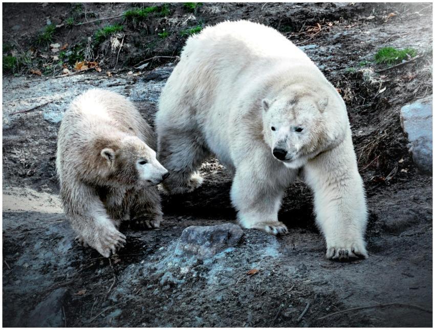 Two polar bears walk together, showcasing their st