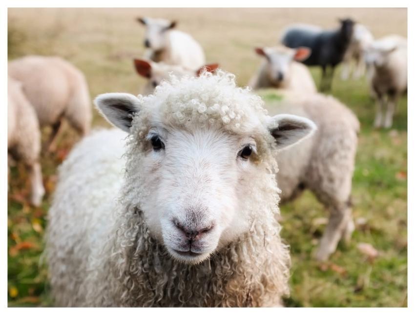 Ireland Sheep Lambs Livestock