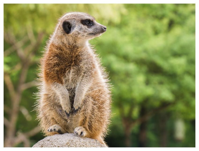 Meerkat Nature Animal Cute