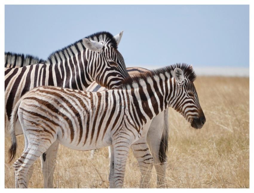 Zebra Africa Friendship Friends