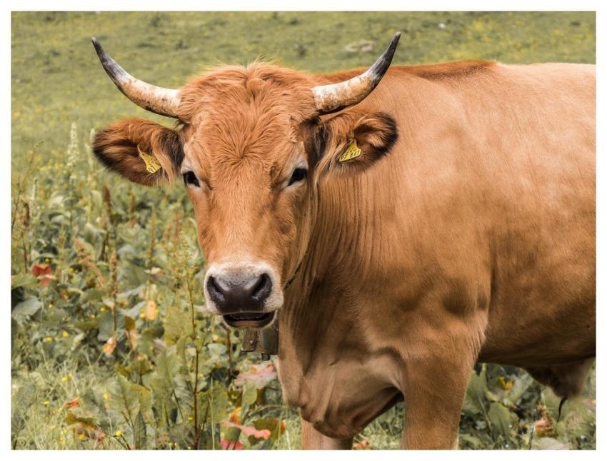 Beef Livestock Agriculture Horns