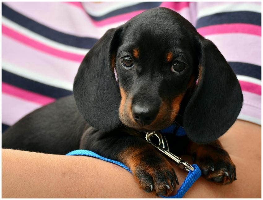 Cute dachshund puppy resting on a person's arm, wr