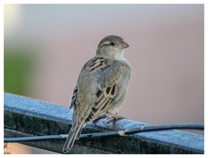 House Sparrow Sparrow Animal Bird