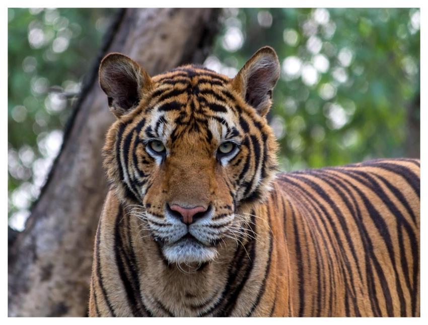 Tiger Wild Cat Feline Pet