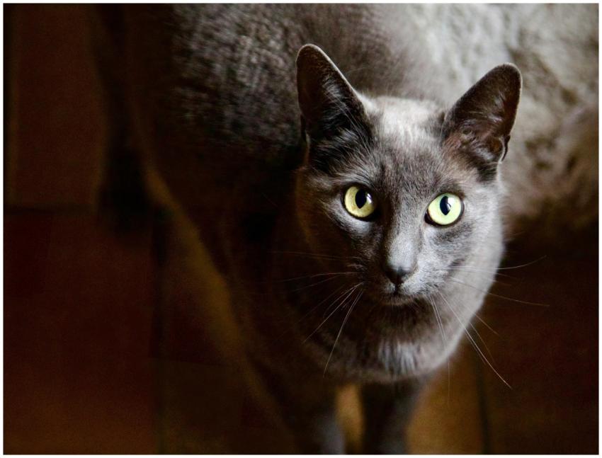 Close Up Portrait Russian